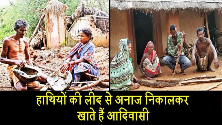 हाथियों की लीद से अनाज निकालकर खाते हैं आदिवासी