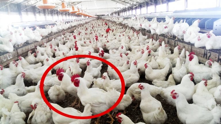 चिकन खाने वालें चौकन्ना! हाईकोर्ट ने सुनाया फैसला
